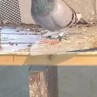 ماده جان اردن