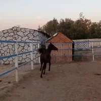 کره مادین کرد|اسب و تجهیزات اسب‌سواری|کرمانشاه, |دیوار