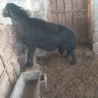 بره قوچ قره قزل