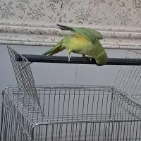 طوطی سخنگو|پرنده|بم, |دیوار