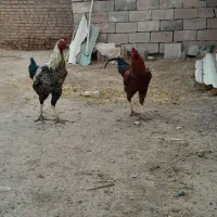 خروس|حیوانات مزرعه|شیراز, ابیوردی|دیوار
