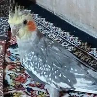 عروس هلندی|پرنده|گلپایگان, |دیوار