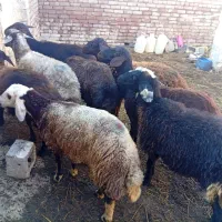 گوسفند افشار فرپشی