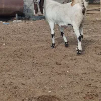 بز عراقی