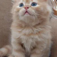 توله گربه خوشکل|گربه|شیراز, جوادیه|دیوار