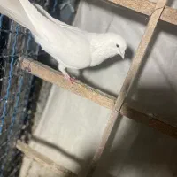 11تا کفتر ی جایی|پرنده|تهران, شهرک رضویه|دیوار