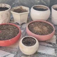 گلدان|گل و گیاه طبیعی|زاهدان, |دیوار