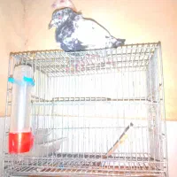 کبوتر|پرنده|سراوان, |دیوار