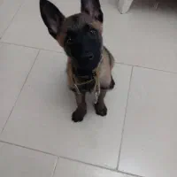 فروش یک قلاده سگ|سگ|کرج, گوهردشت|دیوار