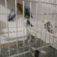 جفت های مولد کوتوله برزیلی