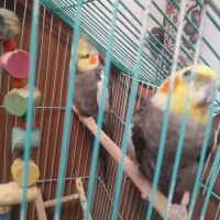 برای‌فروش