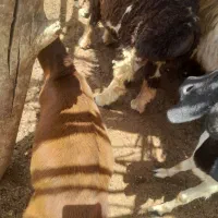 برو وکهره فروشی