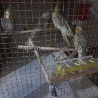 سلام عروس هلندی