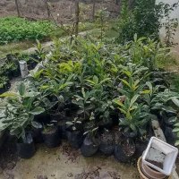 فروش نهال ازگیل.گردو.انجیر در ویزنه|گل و گیاه طبیعی|چوبر, |دیوار