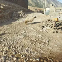 میش سنجابی