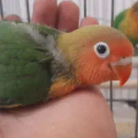 طوطی برزیلی