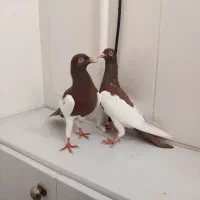 کبوتر یهودی مشتی و کفتر سفید پاک کشتنی