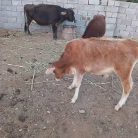 گاو ماده فروشی