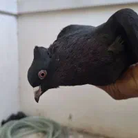 کبوتر|حیوانات|ملایر, |دیوار