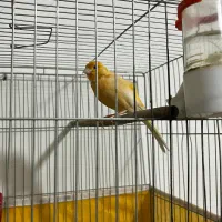 قناری زرد نر بسیار خوش آواز و سرحال|پرنده|ابریشم, |دیوار