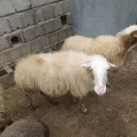گوسفند نوبر تازه شیرکرده