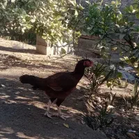 مرغ محلی|حیوانات مزرعه|میناب, |دیوار