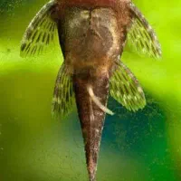 لجن خار|ماهی|تربت‌حیدریه, رجایی|دیوار