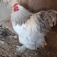 دو عدد خروس برهما بالغ