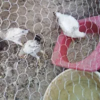 مرغ و خروس محلی|حیوانات مزرعه|جزنیک, |دیوار