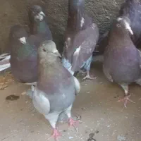 پرنده سرخ کاشونی بی نظیر