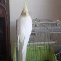 عروس هلندی لوتینو ماده|پرنده|تهران, ایوانک|دیوار