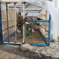 فروش کبوتر پلاکی