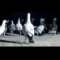 کبوتر زدوخوردی