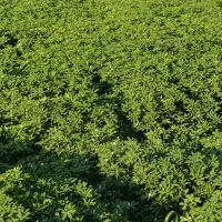 سبزی خورشتی ارگانی|خوردنی و آشامیدنی|قلعه شاهین, |دیوار