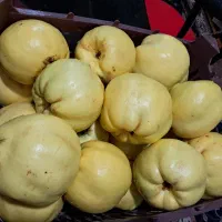 به کاملا طبیعی و ارگانیک، زرد و با کیفیت|خوردنی و آشامیدنی|شیراز, شهرک فرزانگان|دیوار