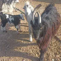 بز (دوبر )|حیوانات مزرعه|شهرضا, |دیوار