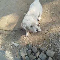 سگ شیتزو10ماهه|سگ|رشت, بازار|دیوار