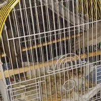 یک جفت قناری|پرنده|مسجد سلیمان, |دیوار