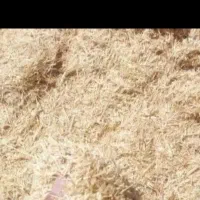 کاه تمیز و شلیف شده برای فروش