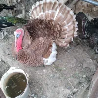 دوجفت بوقلمون