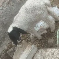 بز و کهره با بره ماده مری لنگ 4 تای