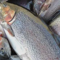 ماهی قزل آلا