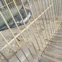 عروس هلندی جوجه