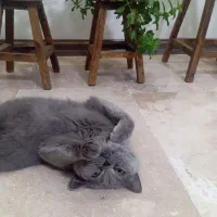 گربه نر اسکاتیش|گربه|نسیمشهر, |دیوار