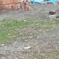 یک سگ پاکوتاه از بهترین نجاد ماده