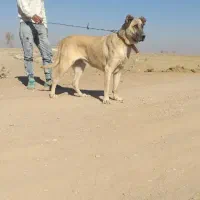 سگ سراب ماده معاوظه با سگ یا چیزی که به کارم بیاد