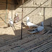 کبوتر رنگی|پرنده|سراوان, |دیوار