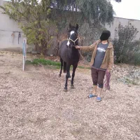 فروش مادیون محلی (بومی)