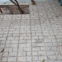 سگ پا کوتاه|سگ|شیروان (خراسان), |دیوار