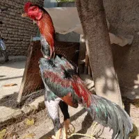 خروس اوشامو مرغ افغان فروشی
